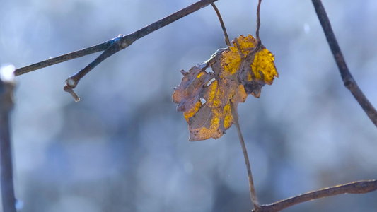 雪后的风景视频