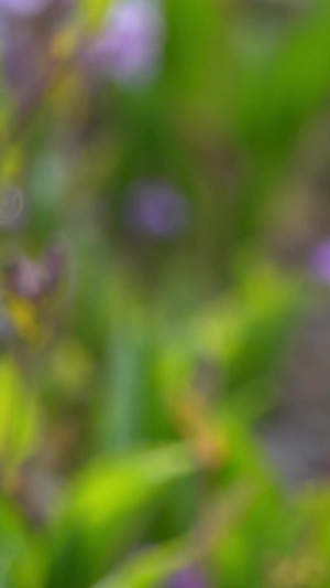 春季自然风光二月兰视频合集36秒视频
