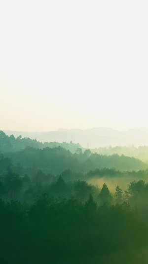 航拍唯美清晨森林云雾缭绕视频素材37秒视频