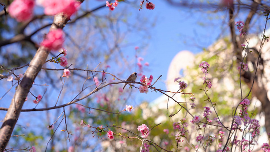 4k实拍春日阳光树上的小鸟自然风光视频
