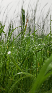 雨后的植物[一阵雨]视频