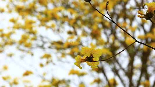 黄花风铃木花朵特写片段视频