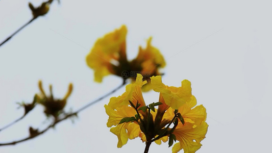 黄花风铃木花朵特写片段视频