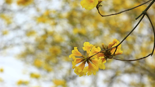 黄花风铃木花朵特写片段视频