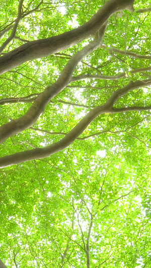 夏季唯美小清新树影21秒视频