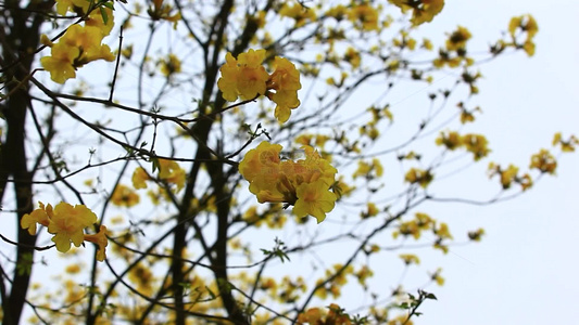 黄花风铃木花朵特写片段视频