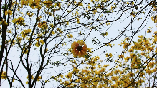 黄花风铃木花朵特写片段视频