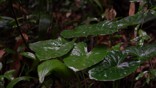 4K唯美雨景 森林景观雨滴落在植物叶片空镜视频