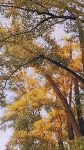 秋天夕阳下金黄色的树叶季节更替视频