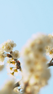 实拍春天樱花枝上采蜜的蜜蜂视频素材视频