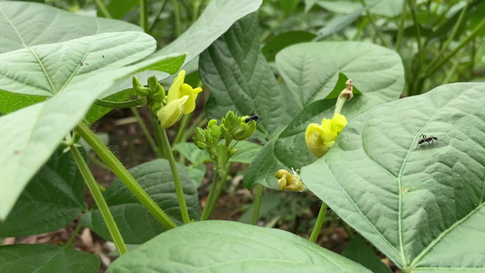 4K实拍农家菜有机蔬菜视频