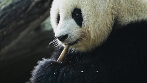 1080升格大熊猫吃竹笋22秒视频
