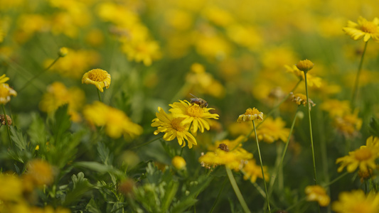 黄色的花朵蜜蜂花丛夏天采蜜视频