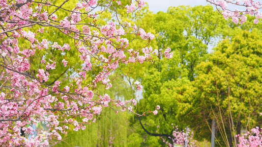 4k实拍春日自然风光盛开的樱花风光视频