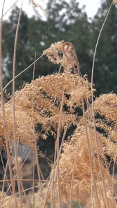 芦苇荡芦苇杆视频