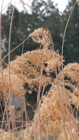 芦苇荡芦苇杆91秒视频