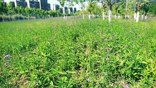 4K实拍低角度拍摄马鞭草花丛自然风景视频视频