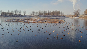 内蒙古大黑河冬季湖水麻鸭景观49秒视频