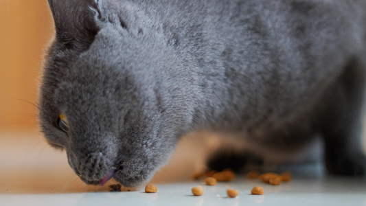 英国短毛猫吃猫粮慢动作视频