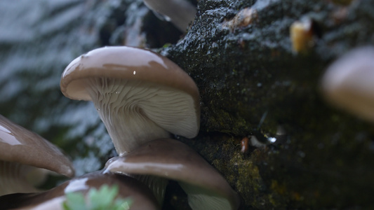 野生食用蘑菇视频