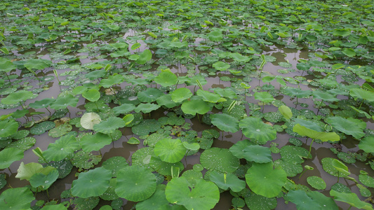 雨后的耦田航拍视频