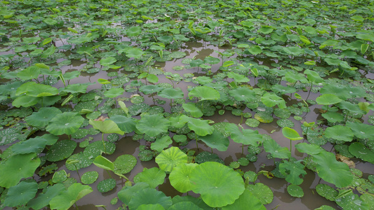 雨后的耦田航拍视频