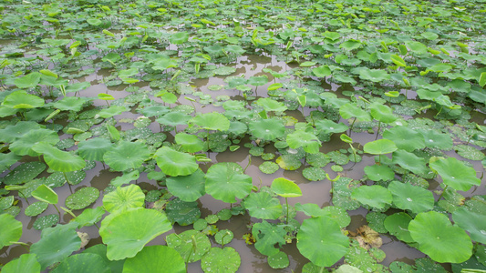 雨后的耦田航拍视频