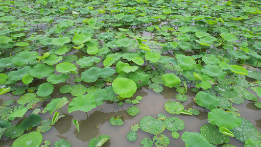 雨后的耦田航拍视频