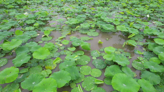 雨后的耦田航拍视频