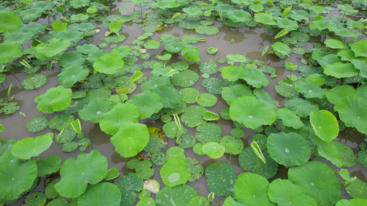 雨后的耦田航拍视频