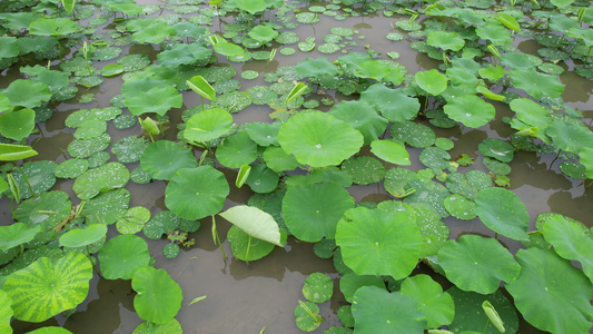 雨后的耦田航拍视频