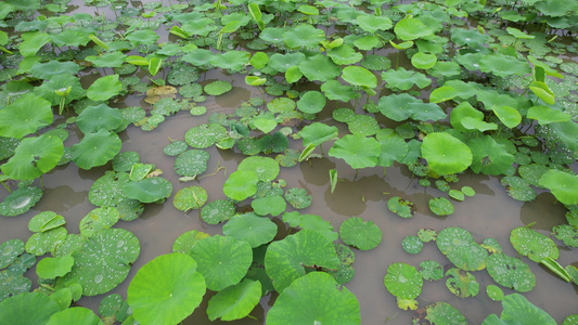 雨后的耦田航拍视频