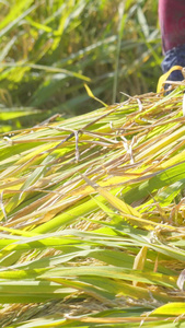 实拍农民拿起稻子视频素材农作物视频