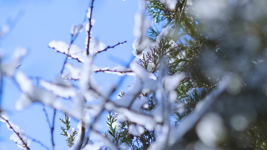 雪后的风景视频