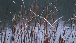 实拍冬天芦苇从下雪镜头24秒视频