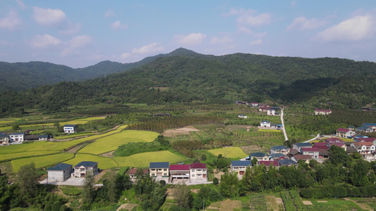 金黄稻谷田野乡村航拍视频视频