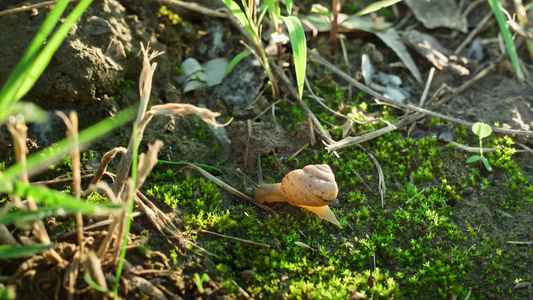 苔藓蜗牛视频