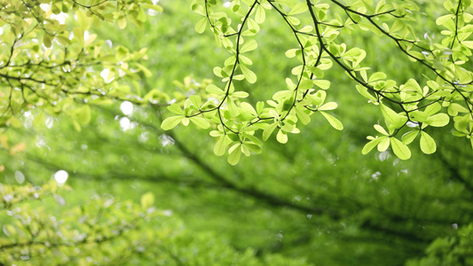 逆光唯美春天嫩叶小清新植物视频