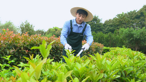 中年园丁打理花圃19秒视频