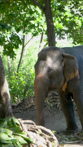 小象幼象大象驯养实拍合集视频