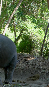 小象幼象大象驯养实拍合集视频