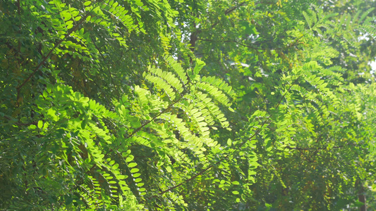 植物生态园中树林视频