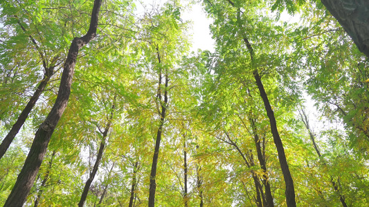 仰拍植物生态园中树林视频