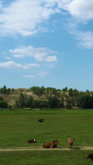 内蒙草原牛群航拍畜牧业53秒视频