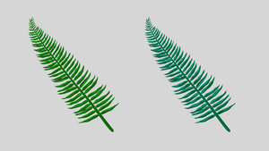 单片植物叶子生长20秒视频