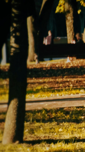 秋天公园树林夕阳下光影秋天斜阳22秒视频