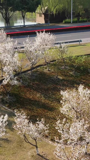 春天景观公路河道治理68秒视频
