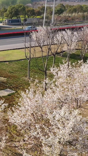 春天景观公路春天航拍68秒视频