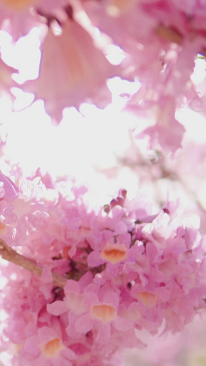 春暖花开小清新粉色风铃花 迎春花18秒视频