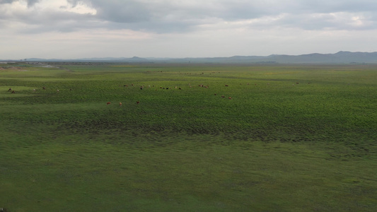 张北草原的奶牛栖息视频